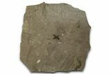Detailed Fossil Flower - Green River Formation, Utah #356665-1
